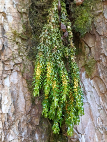 Phlegmariurus petiolatus