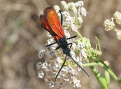 Pepsis chrysothemis