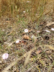 Convolvulus remotus