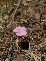 Convolvulus remotus