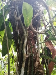 Condamineeae