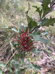 Grevillea infecunda