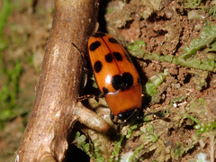 Episcaphula austrocaledonica