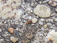 Pheidole tysoni