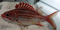 Neoniphon vexillarium