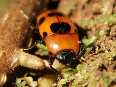 Episcaphula austrocaledonica