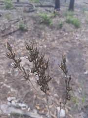 Haemodorum austroqueenslandicum