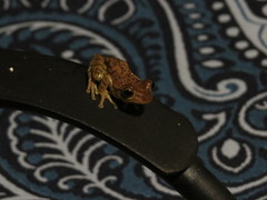 Osteopilus septentrionalis