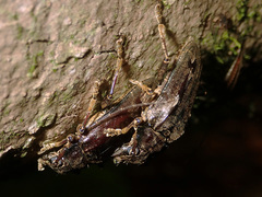 Buprestomorpha montrouzieri