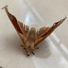 Lepidoptera