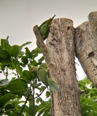 Psittacula krameri