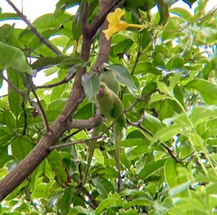 Psittacula krameri