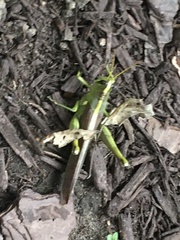 Schistocerca obscura