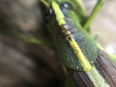 Schistocerca obscura