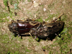 Buprestomorpha montrouzieri