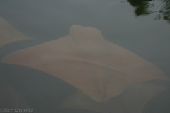 Rhinoptera steindachneri