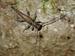 Enicodes