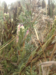 Castilleja exserta latifolia
