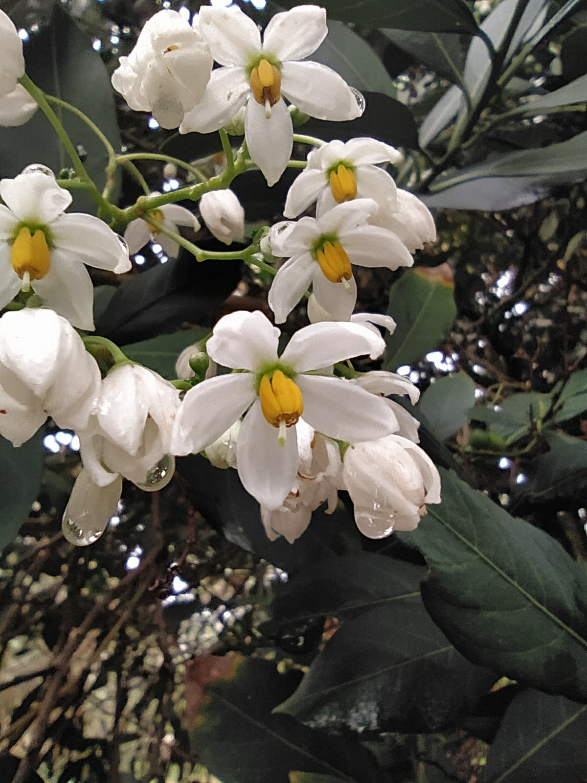 Solanum laurifrons