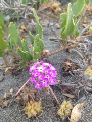Abronia umbellata breviflora