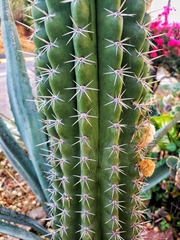 Stenocereus treleasei