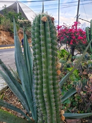 Stenocereus treleasei