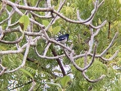 Copsychus saularis