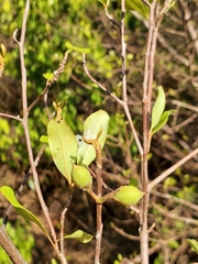 Capurodendron