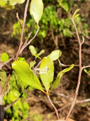 Capurodendron
