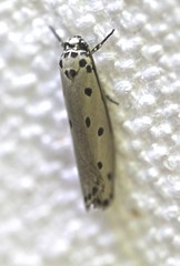 Ethmia heptasema