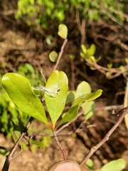 Capurodendron