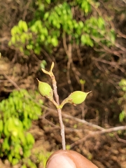 Capurodendron