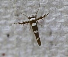 Stathmopoda triselena