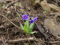 Primula griffithii