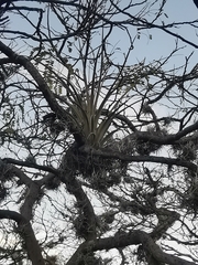 Tillandsia fasciculata