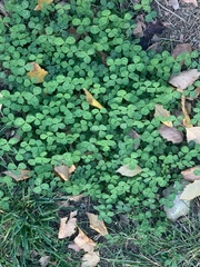 Trifolium repens