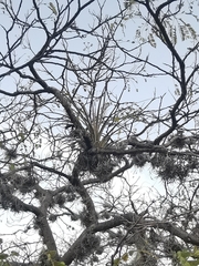 Tillandsia fasciculata