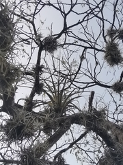 Tillandsia fasciculata