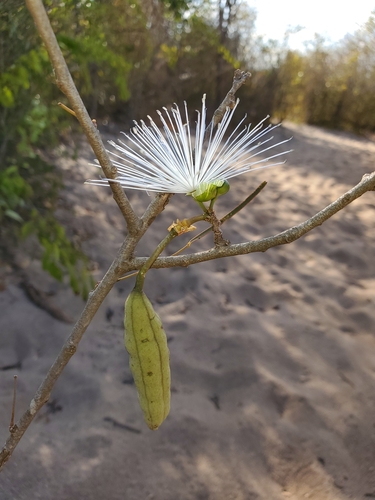 Thilachium angustifolium