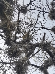Tillandsia fasciculata
