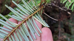 Uredinopsis pteridis