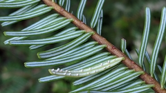 Uredinopsis pteridis