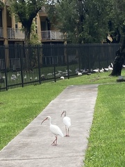 Eudocimus albus