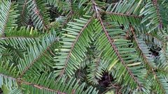 Uredinopsis pteridis