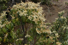 Pieris formosa