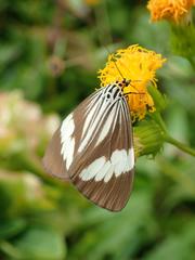 Nyctemera tripunctaria