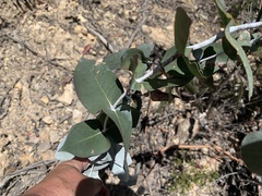 Eucalyptus tenuiramis