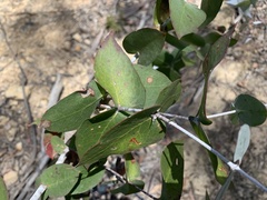 Eucalyptus tenuiramis