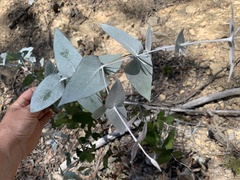 Eucalyptus tenuiramis