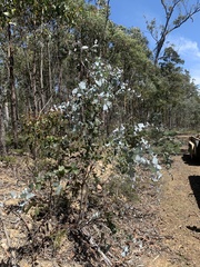 Eucalyptus tenuiramis